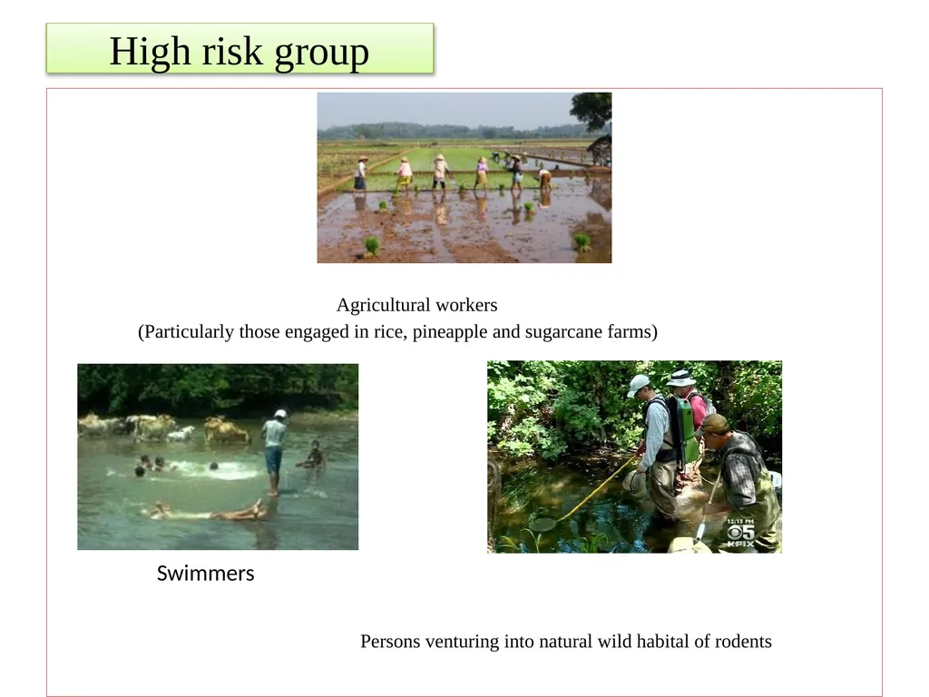 Leptospirosis is a bacterial disease that affects - slide 8 of 28