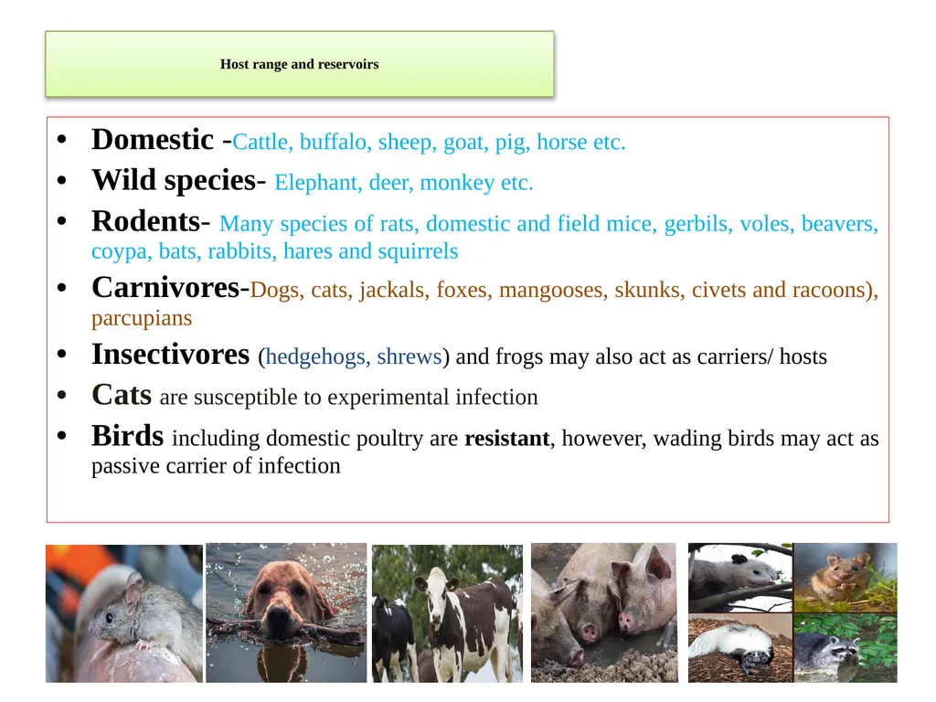 Leptospirosis is a bacterial disease that affects - slide 7 of 28