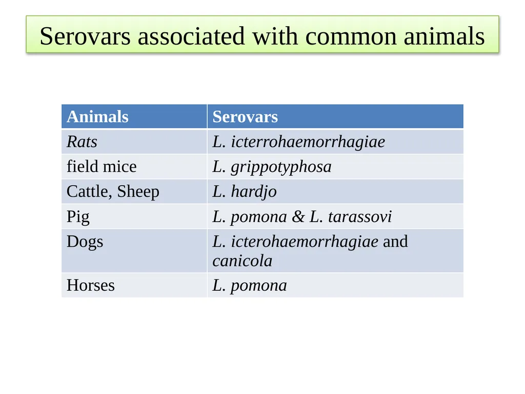 Leptospirosis is a bacterial disease that affects - slide 6 of 28
