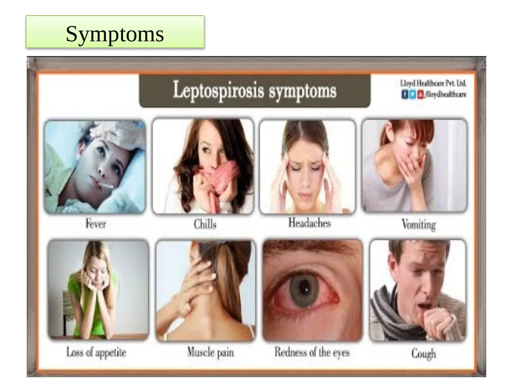 Leptospirosis is a bacterial disease that affects - slide 17 of 28