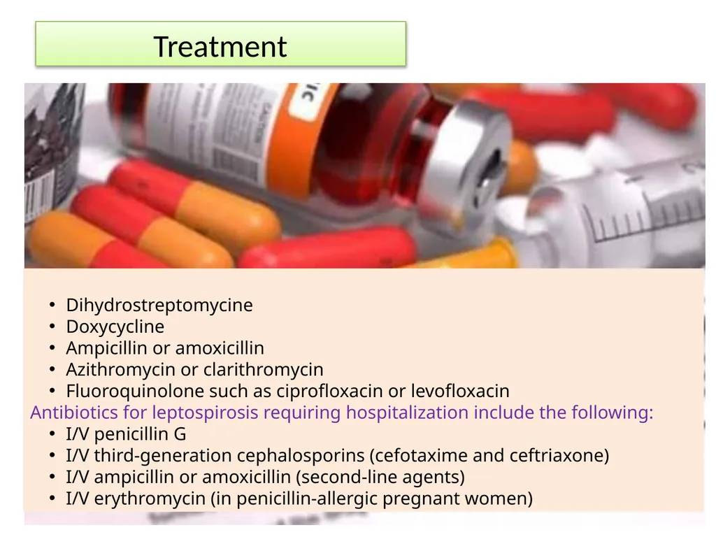Leptospirosis is a bacterial disease that affects - slide 23 of 28