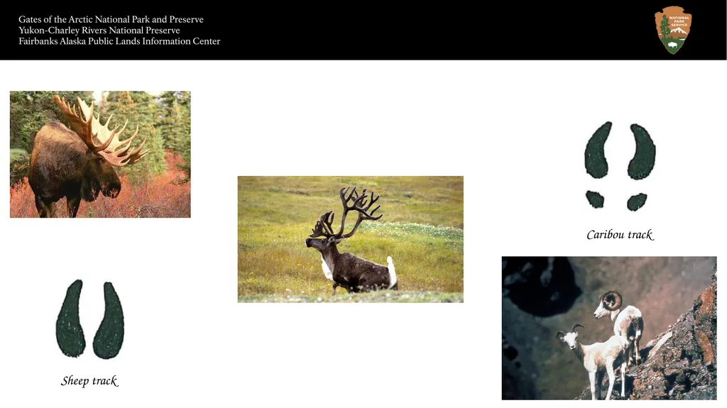 Animal Tracks Sheep track Caribou track Size Red - slide 4 of 7