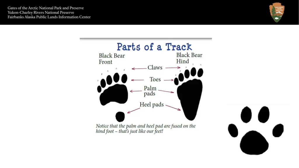 Animal Tracks Sheep track Caribou track Size Red - slide 3 of 7