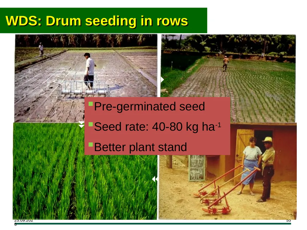 MODULE 7 Crop Establishment Objectives By the end - slide 55 of 99