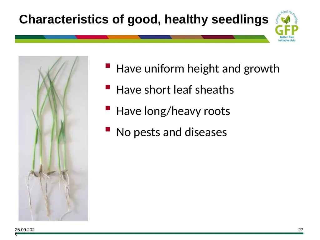 MODULE 7 Crop Establishment Objectives By the end - slide 27 of 99