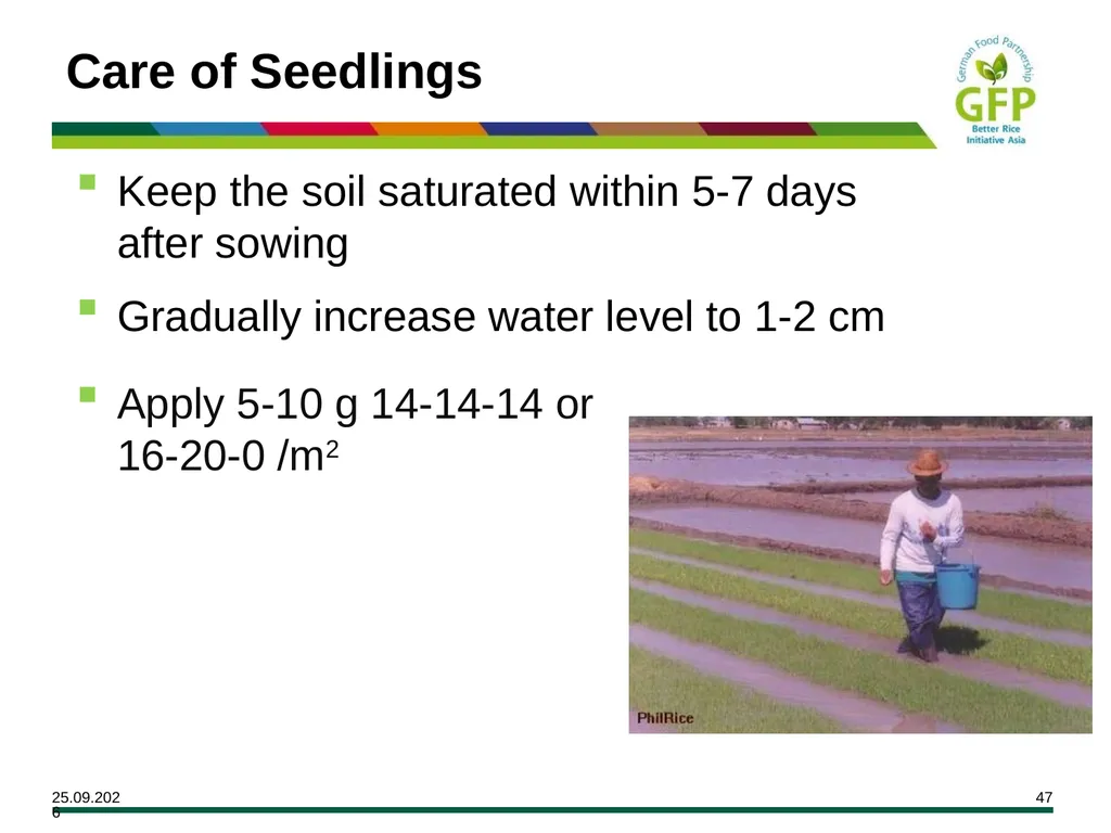 MODULE 7 Crop Establishment Objectives By the end - slide 47 of 99