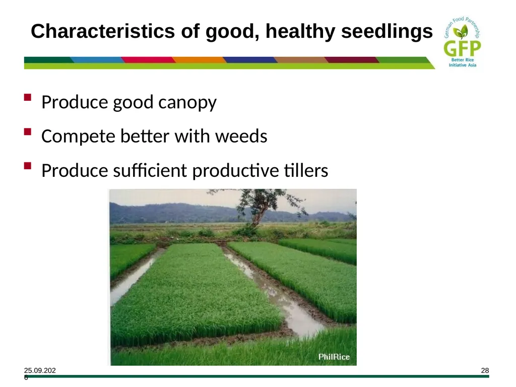 MODULE 7 Crop Establishment Objectives By the end - slide 28 of 99