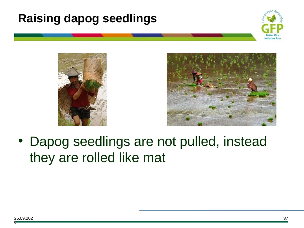 MODULE 7 Crop Establishment Objectives By the end - slide 37 of 99