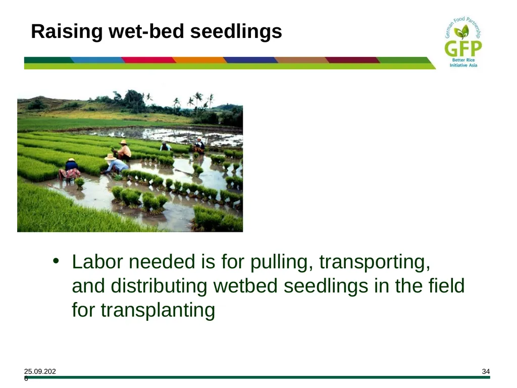 MODULE 7 Crop Establishment Objectives By the end - slide 34 of 99