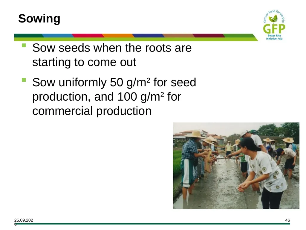 MODULE 7 Crop Establishment Objectives By the end - slide 46 of 99