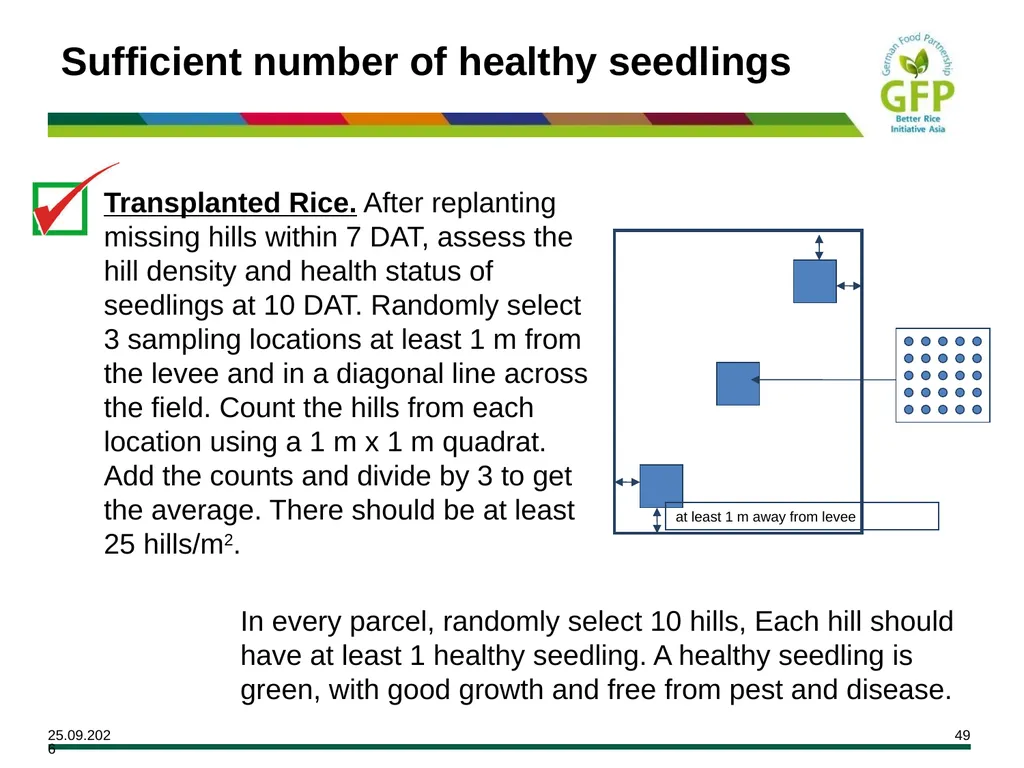MODULE 7 Crop Establishment Objectives By the end - slide 49 of 99