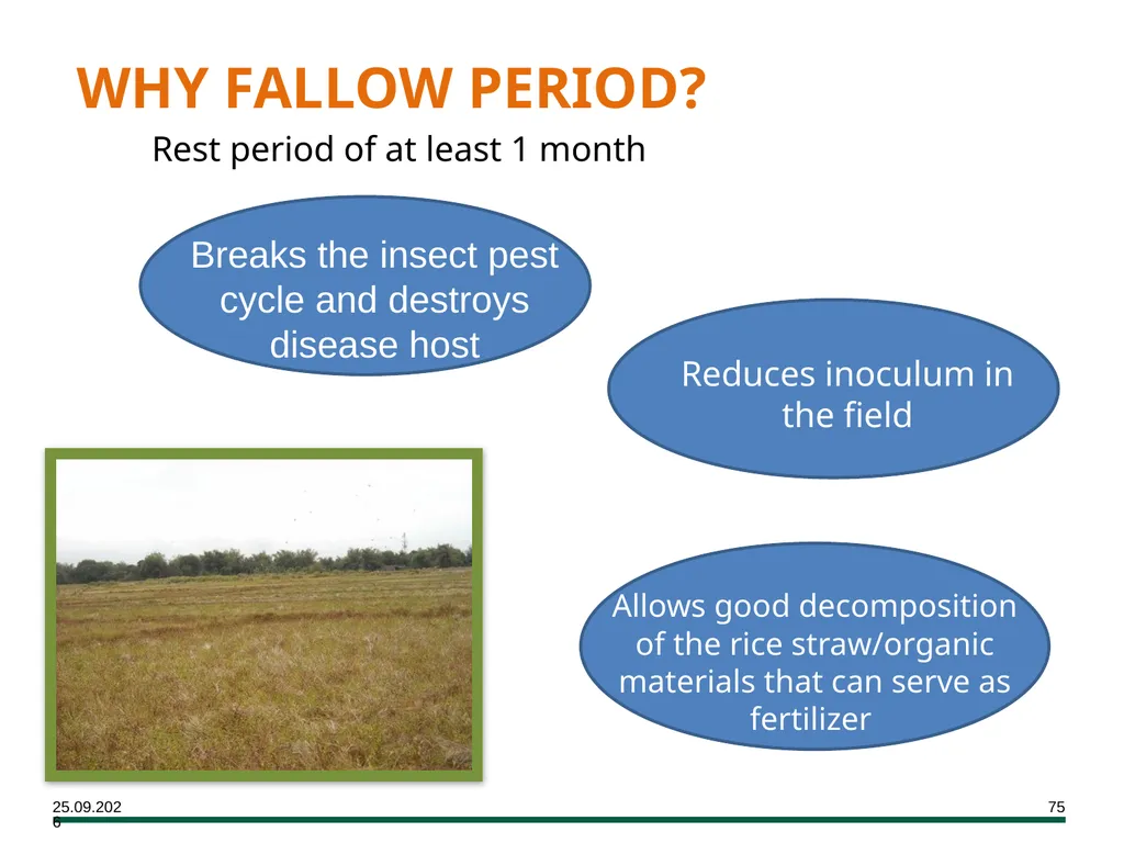 MODULE 7 Crop Establishment Objectives By the end - slide 75 of 99