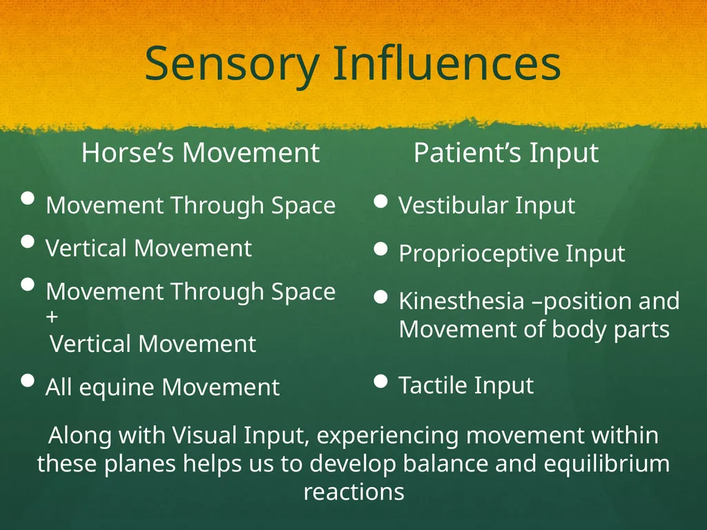 Hippotherapy Why Integrate Equine Movement as a - slide 11 of 29