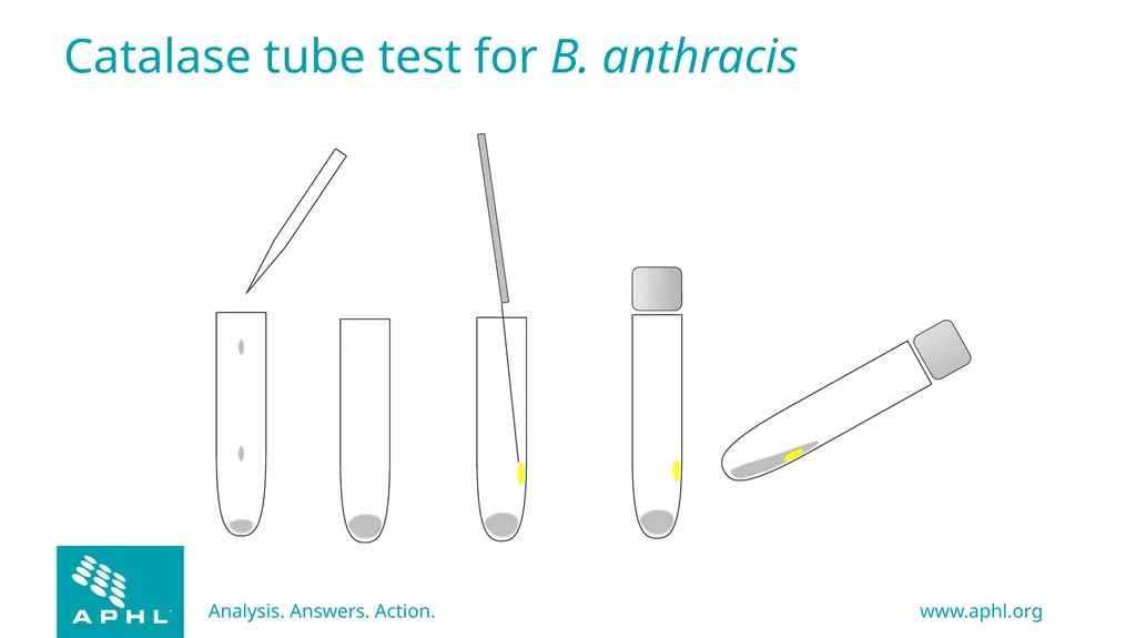 Agents of Bioterrorism Bacillus anthracis: Anthrax - slide 23 of 30