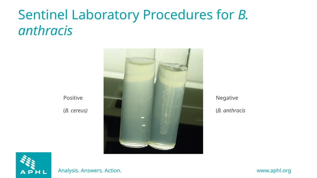 Agents of Bioterrorism Bacillus anthracis: Anthrax - slide 19 of 30