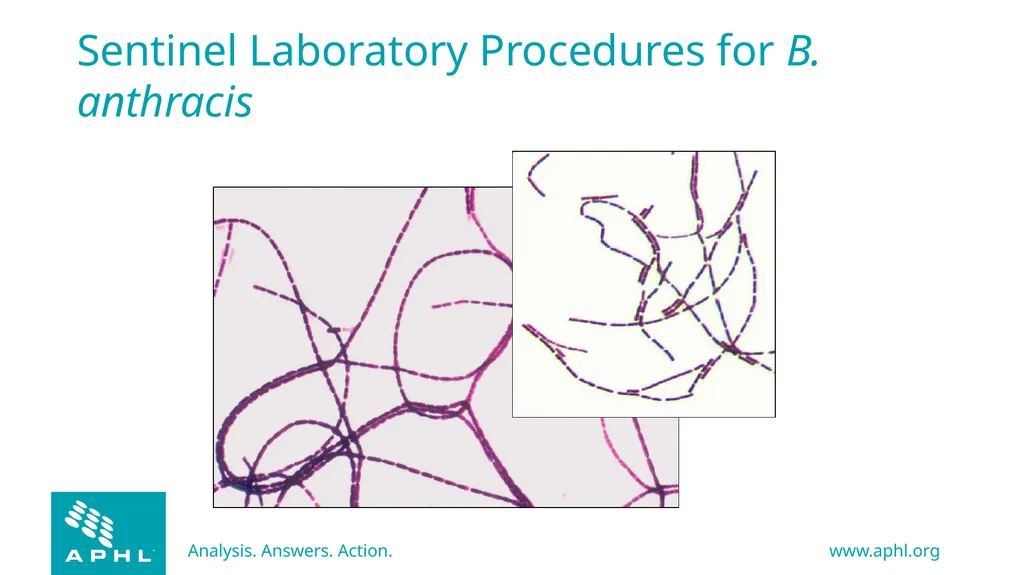 Agents of Bioterrorism Bacillus anthracis: Anthrax - slide 11 of 30