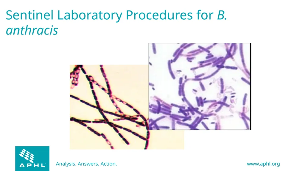 Agents of Bioterrorism Bacillus anthracis: Anthrax - slide 12 of 30