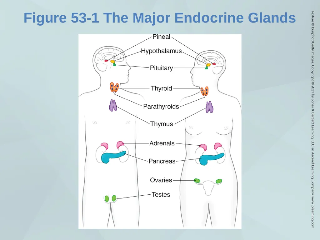Chapter 53 The Patient with an Endocrine Disorder - slide 4 of 18