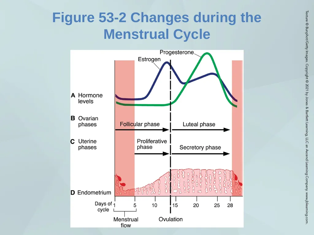 Chapter 53 The Patient with an Endocrine Disorder - slide 14 of 18