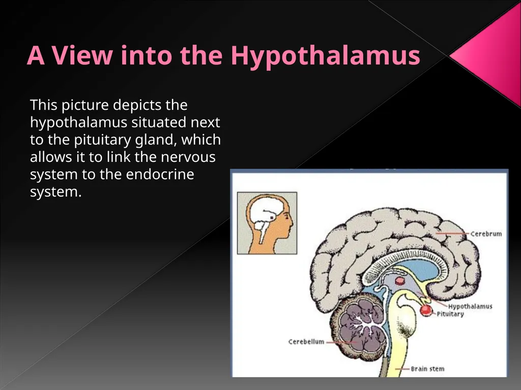 The Endocrine System Danny Graham Dierdre Mosbah - slide 13 of 45