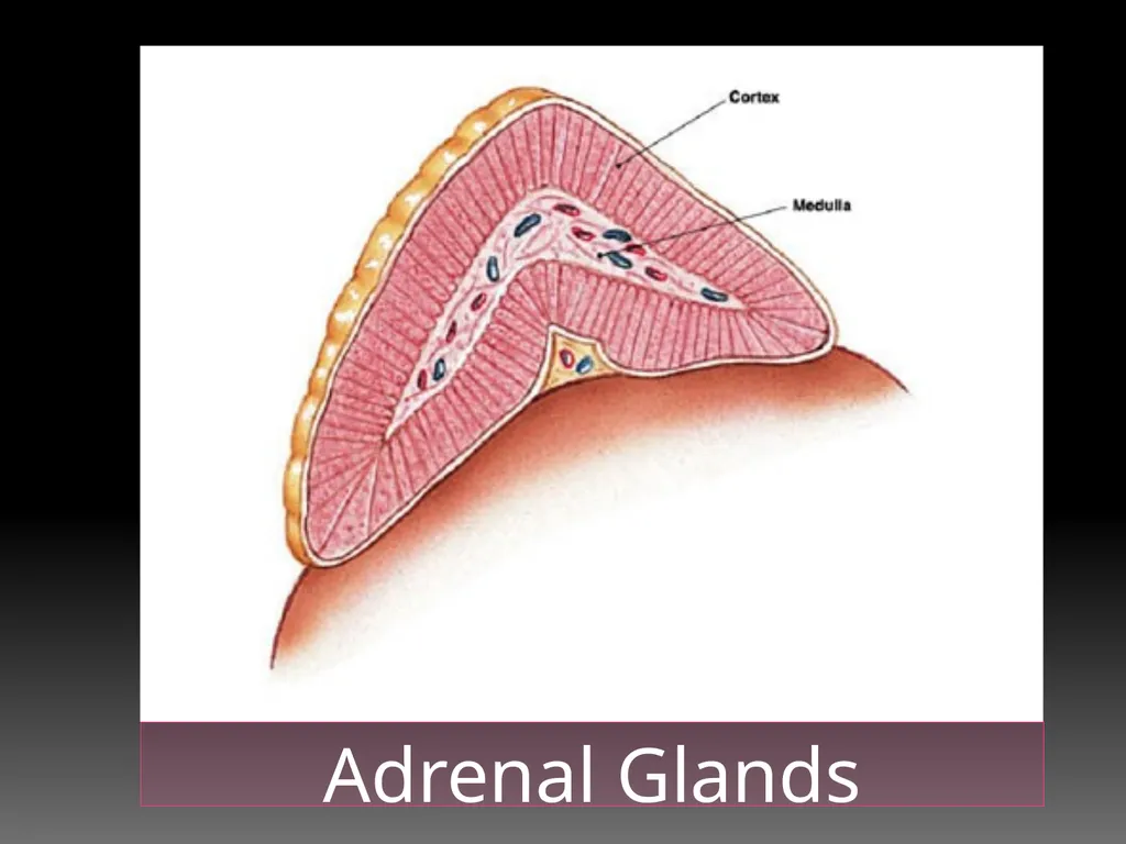 The Endocrine System Danny Graham Dierdre Mosbah - slide 29 of 45
