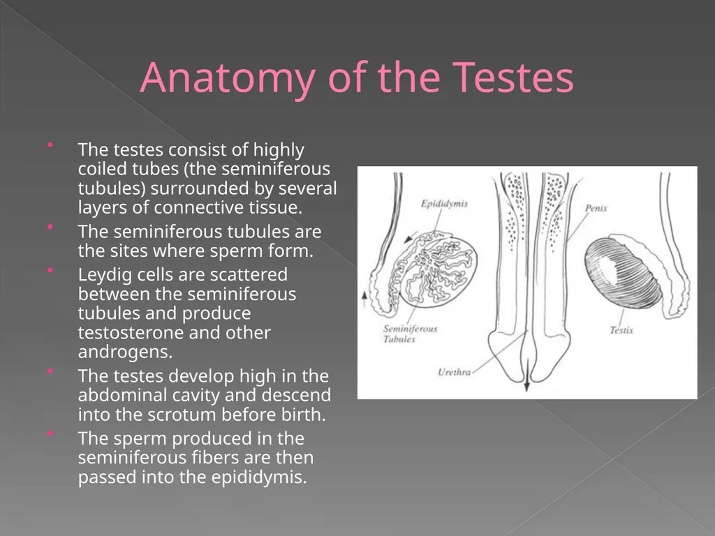 The Endocrine System Danny Graham Dierdre Mosbah - slide 23 of 45