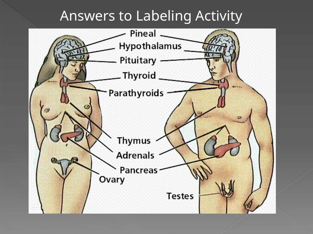 The Endocrine System Danny Graham Dierdre Mosbah - slide 45 of 45