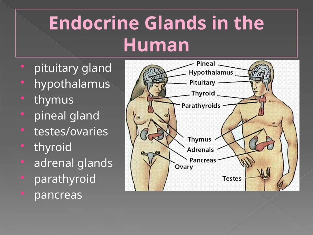 The Endocrine System Danny Graham Dierdre Mosbah - slide 9 of 45