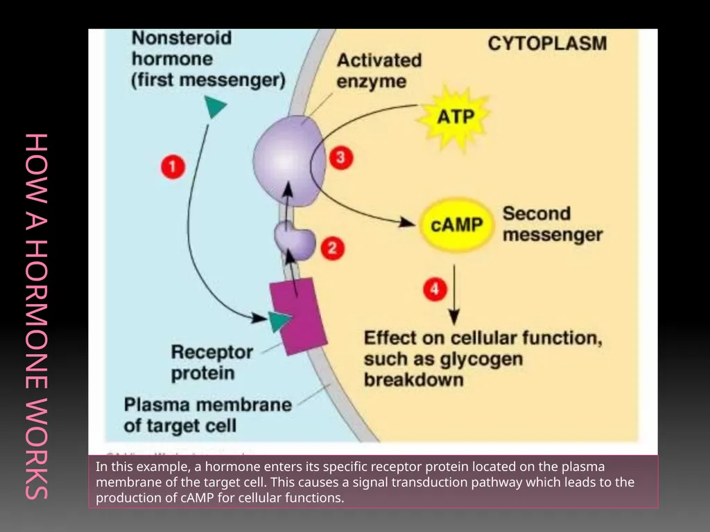The Endocrine System Danny Graham Dierdre Mosbah - slide 6 of 45