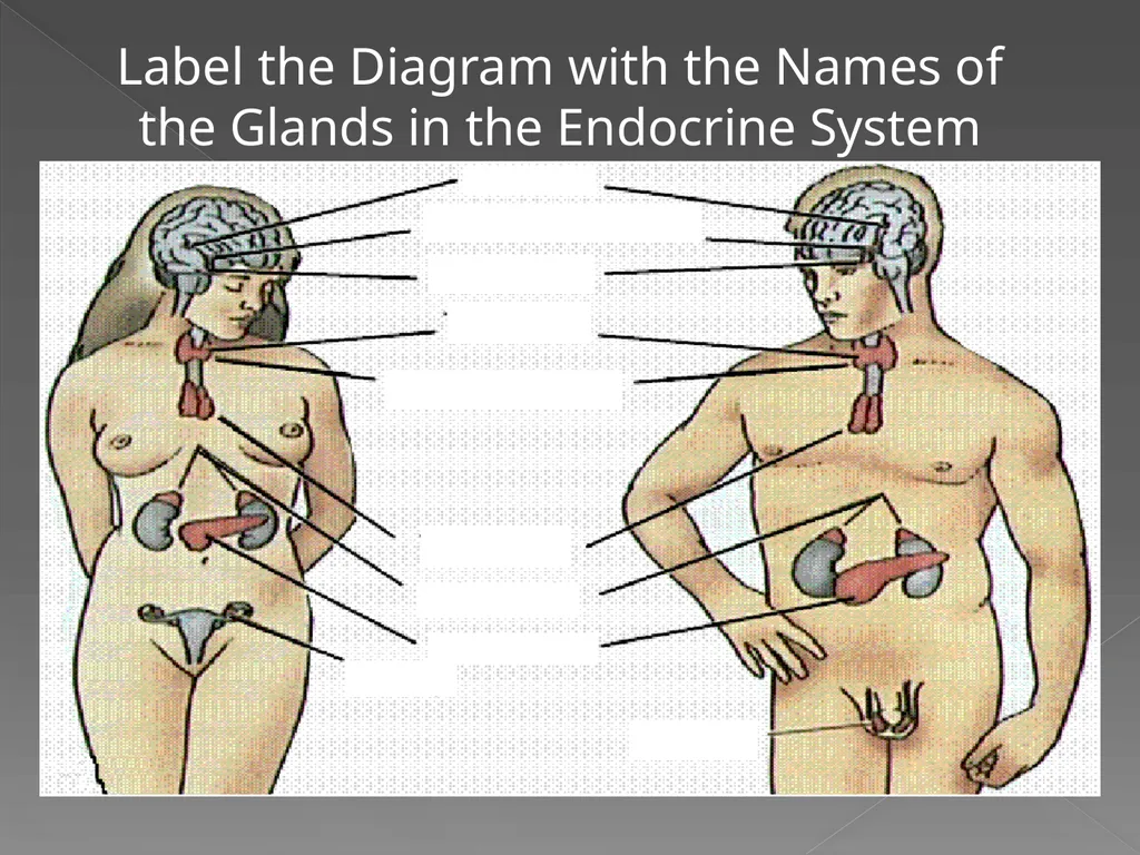 The Endocrine System Danny Graham Dierdre Mosbah - slide 42 of 45