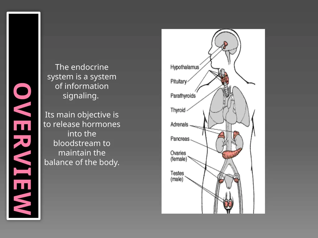 The Endocrine System Danny Graham Dierdre Mosbah - slide 2 of 45