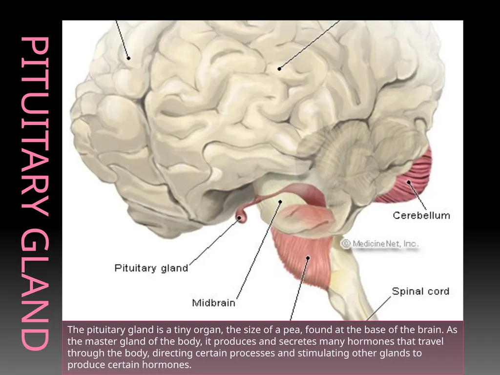 The Endocrine System Danny Graham Dierdre Mosbah - slide 10 of 45