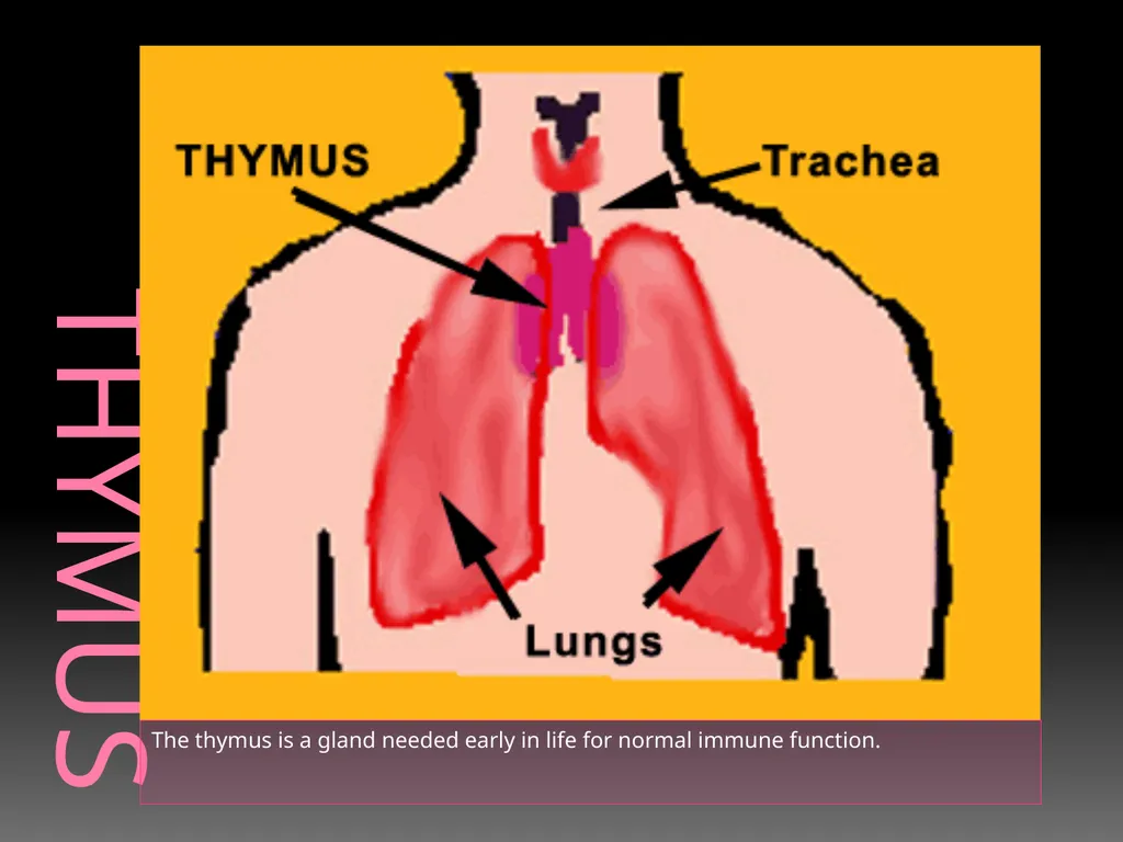 The Endocrine System Danny Graham Dierdre Mosbah - slide 15 of 45