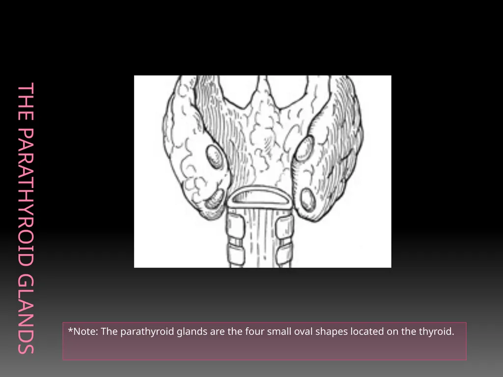 The Endocrine System Danny Graham Dierdre Mosbah - slide 33 of 45