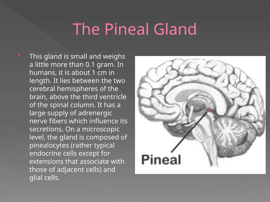 The Endocrine System Danny Graham Dierdre Mosbah - slide 17 of 45