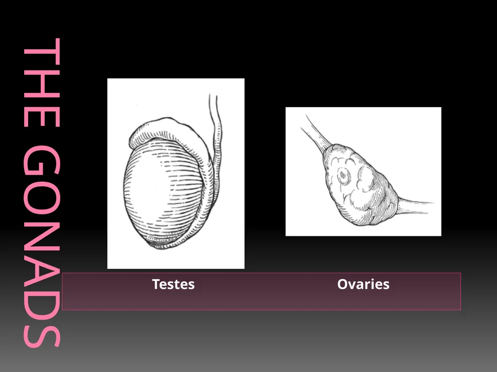 The Endocrine System Danny Graham Dierdre Mosbah - slide 20 of 45