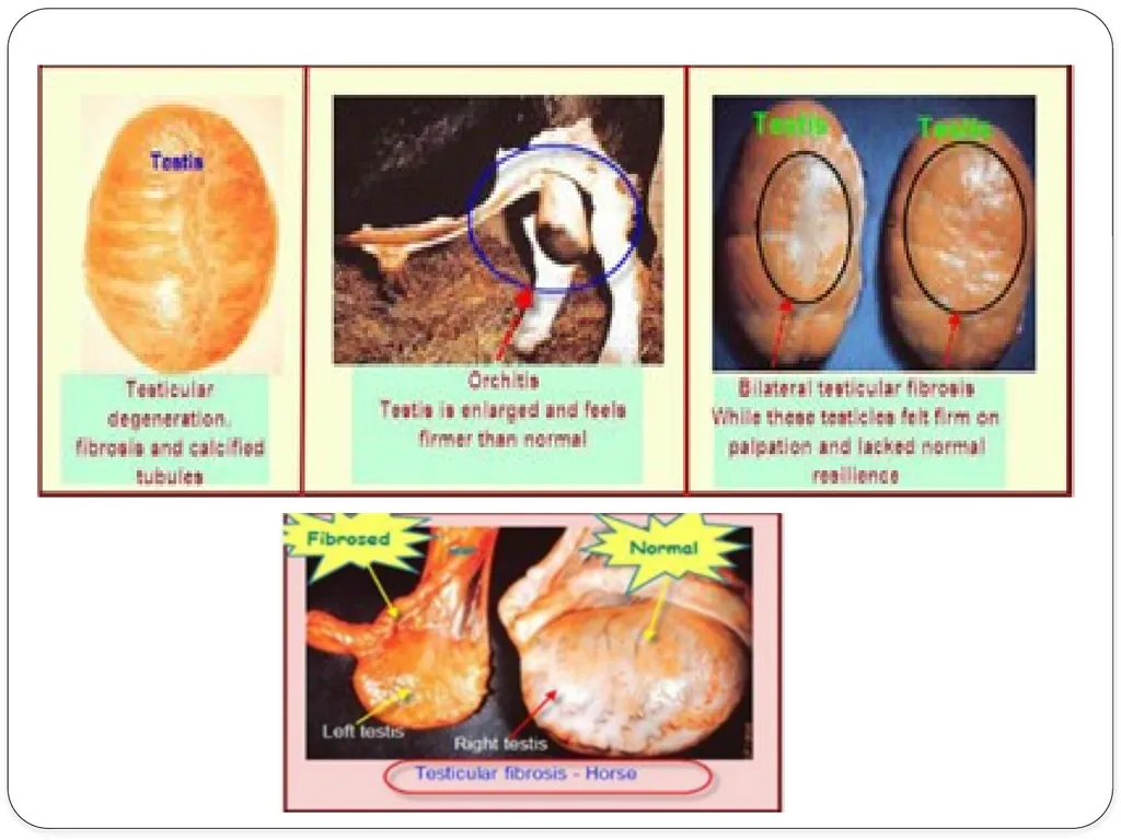 IMPOTENTIA GENERANDI Dr Alok Kumar Introduction - slide 20 of 30