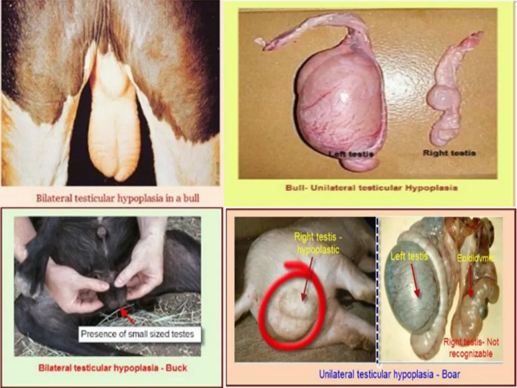 IMPOTENTIA GENERANDI Dr Alok Kumar Introduction - slide 6 of 30