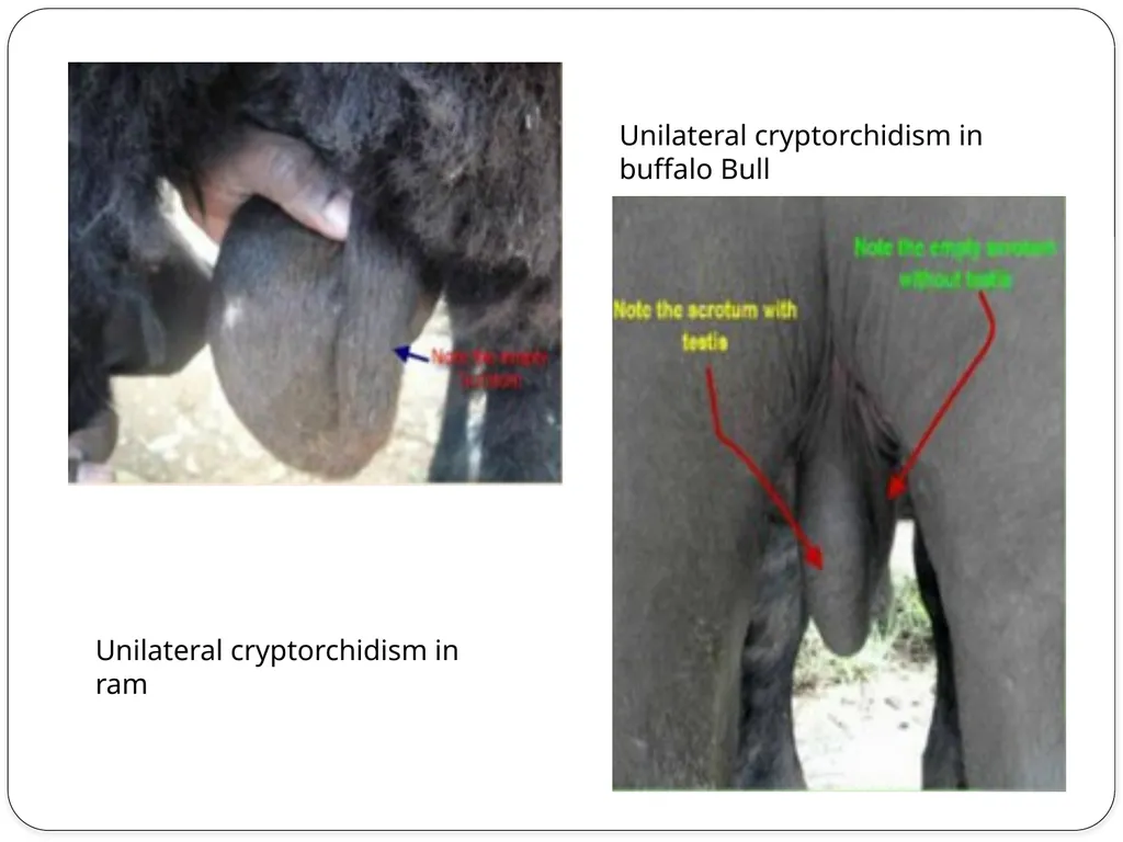 IMPOTENTIA GENERANDI Dr Alok Kumar Introduction - slide 9 of 30
