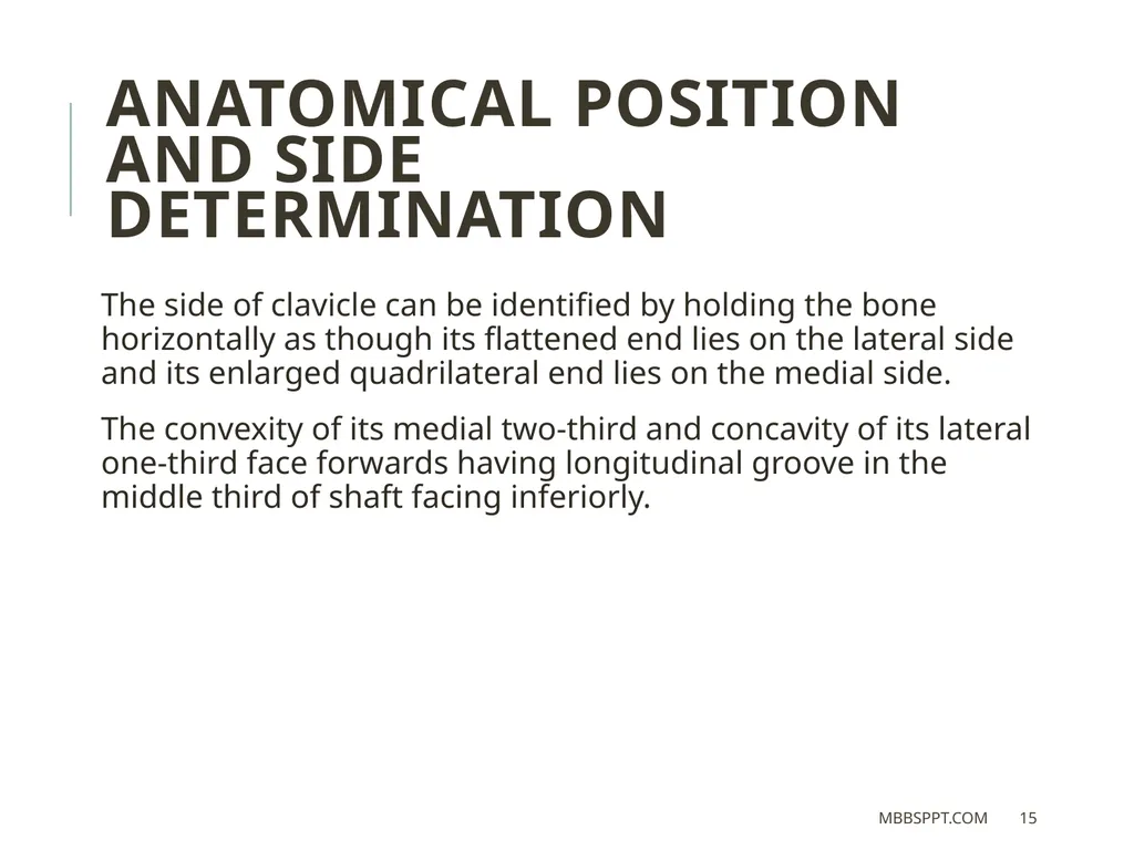 The clavicle (collar bone) BY MBBSPPT.COM The - slide 15 of 26
