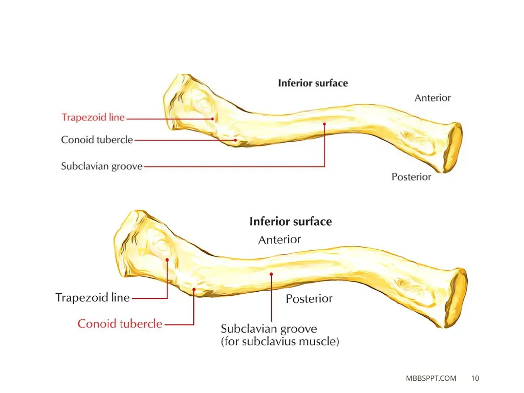 The clavicle (collar bone) BY MBBSPPT.COM The - slide 10 of 26