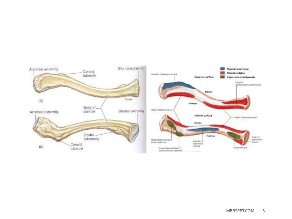 The clavicle (collar bone) BY MBBSPPT.COM The - slide 3 of 26