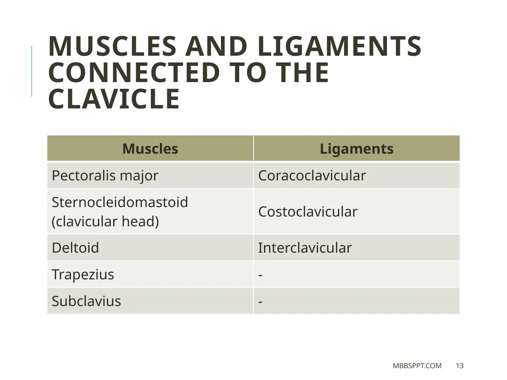 The clavicle (collar bone) BY MBBSPPT.COM The - slide 13 of 26