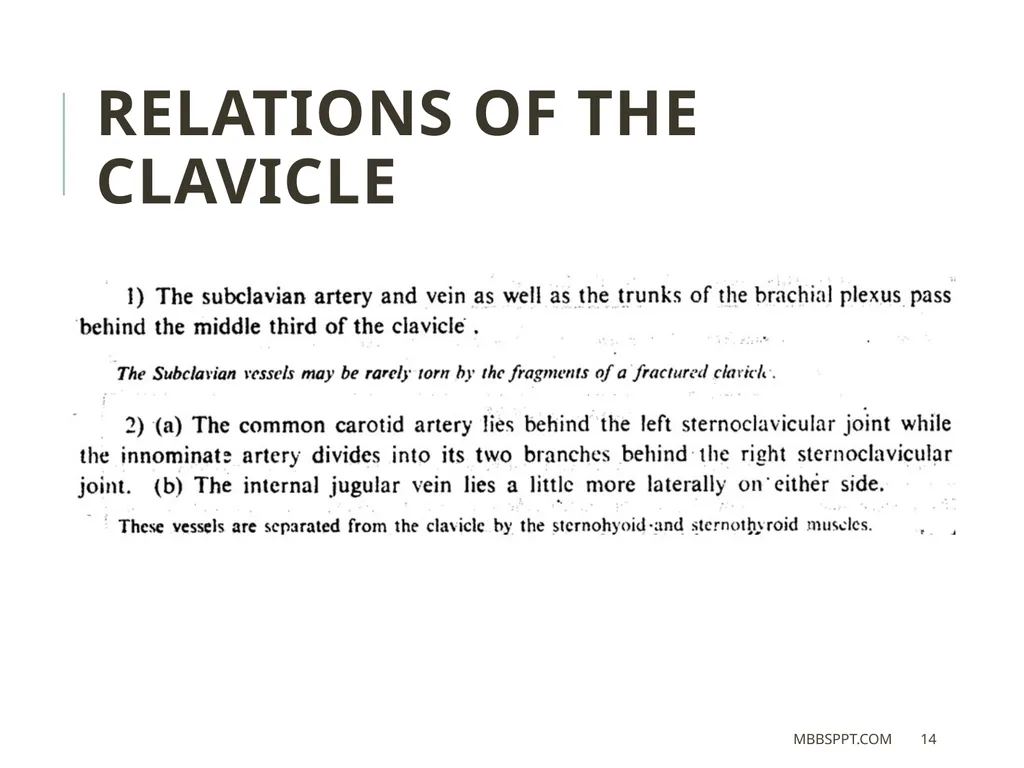 The clavicle (collar bone) BY MBBSPPT.COM The - slide 14 of 26