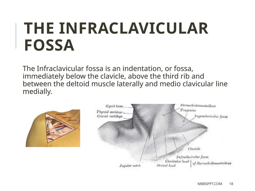 The clavicle (collar bone) BY MBBSPPT.COM The - slide 18 of 26