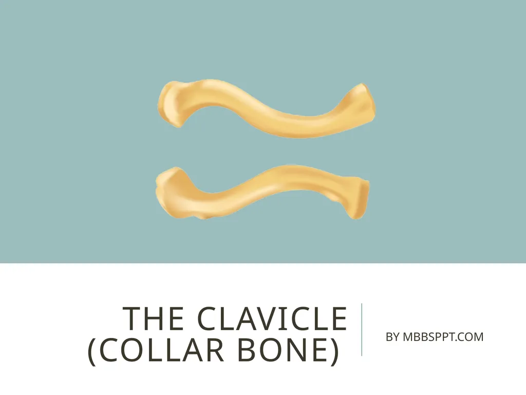 The clavicle (collar bone) BY MBBSPPT.COM The - slide 1 of 26