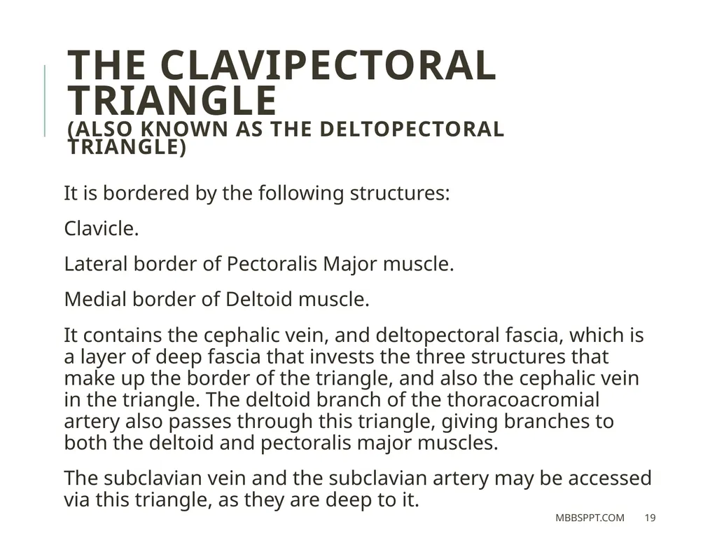 The clavicle (collar bone) BY MBBSPPT.COM The - slide 19 of 26