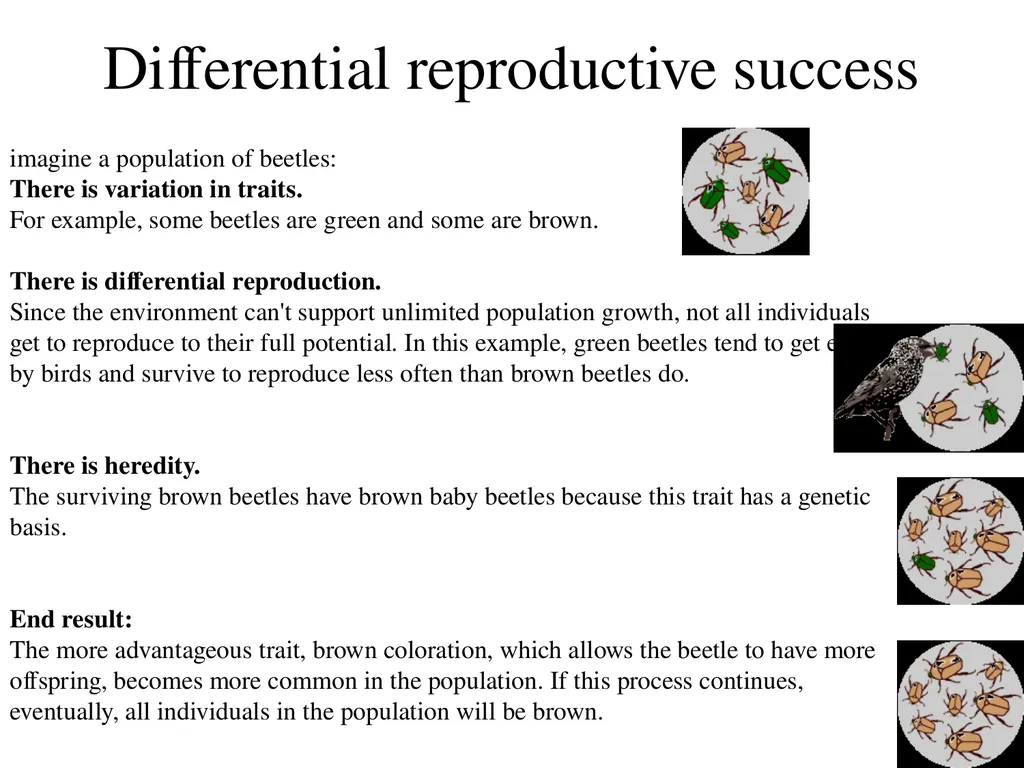 Natural Selection Mutations Recombination Gene - slide 8 of 59
