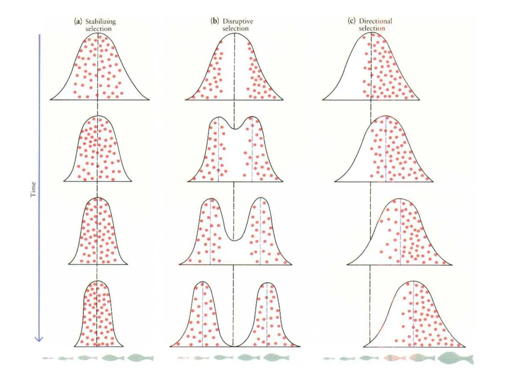 Natural Selection Mutations Recombination Gene - slide 21 of 59