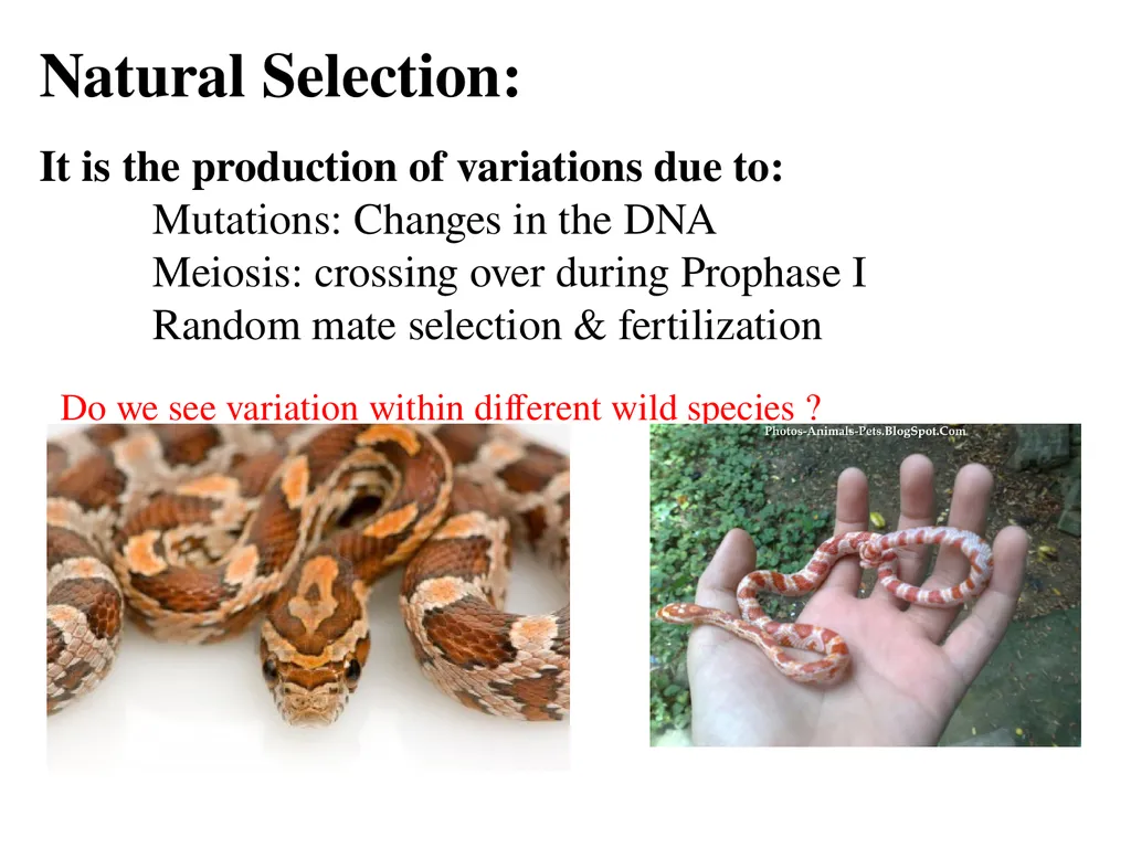 Natural Selection Mutations Recombination Gene - slide 7 of 59